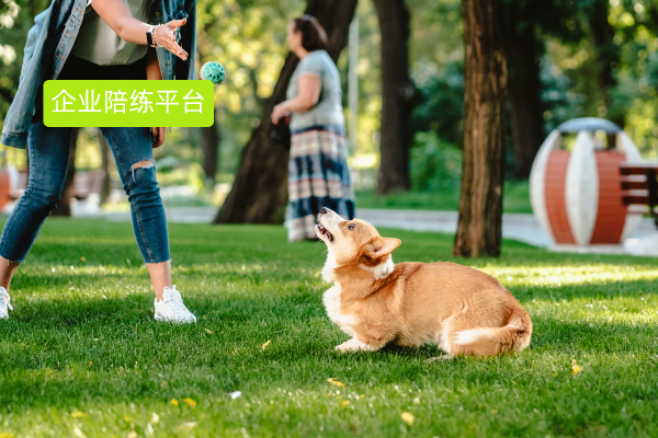 企业陪练平台找哪个？得助智能或许是您的最佳选择！